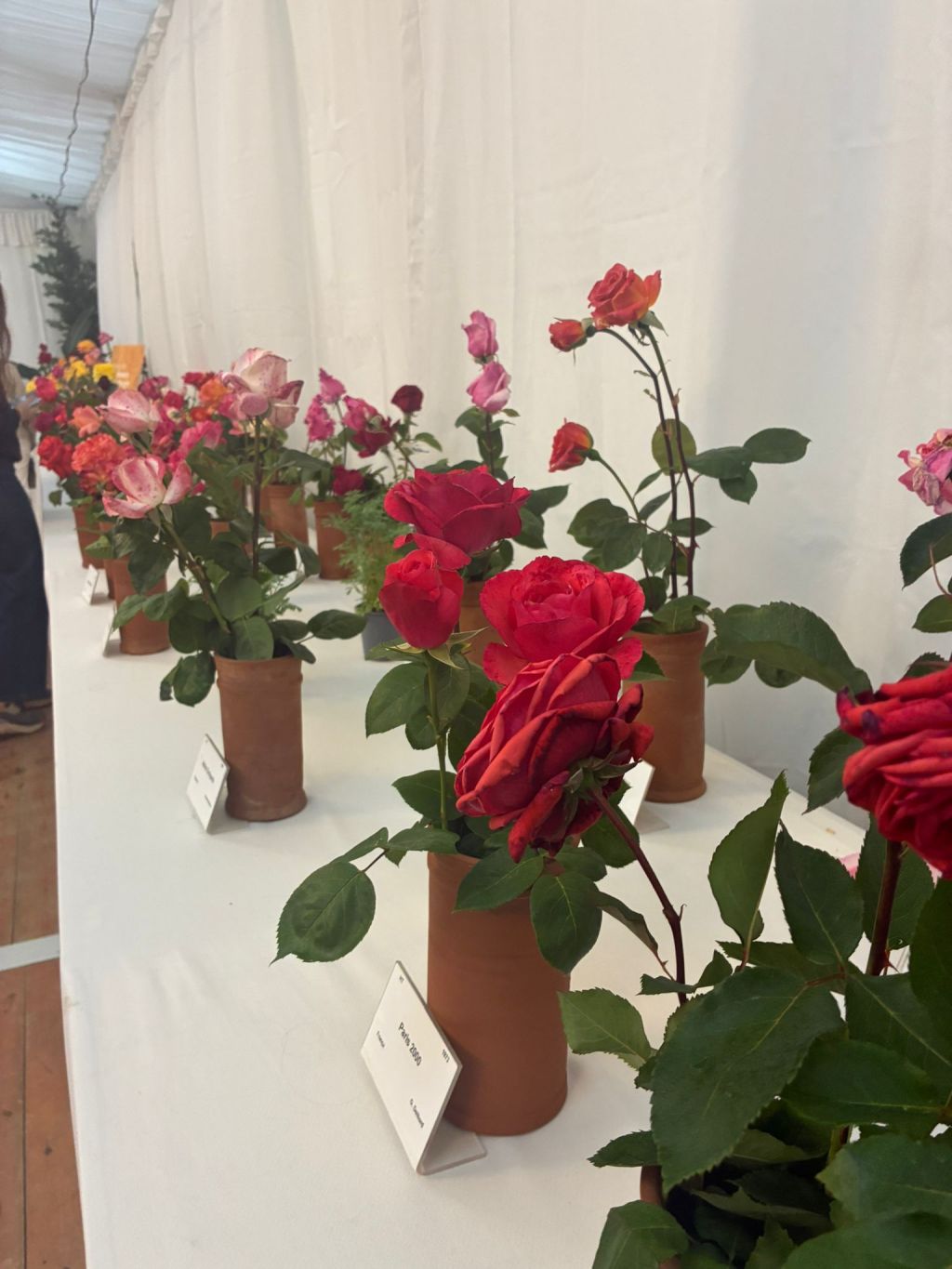 La Ciutat de les Roses no pot relegar les roses